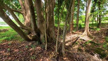 Lush forest scene with prominent tree roots and dry creek bed, captured in natural daylight with vibrant greenery video