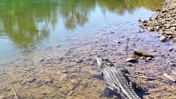 A saltwater crocodile moves into a river, captured in bright daylight with clear reflections and calm surroundings video