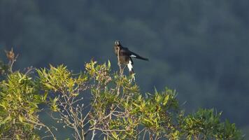 Currawong bird perched on eucalyptus tree branch video