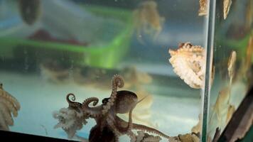 Octopus exploring and interacting in a tank video