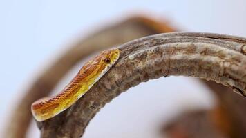 A corn snake moves gracefully along a textured branch, captured in close-up with soft lighting and a neutral background video