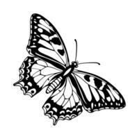 Detailed black and white illustration of a butterfly with intricate wing patterns vector