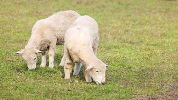 Two Wiltipoll sheep graze peacefully in a lush green field under soft daylight at Lake Tekapo, New Zealand video