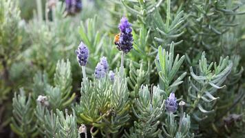 Bee interacting with lavender flowers in garden video