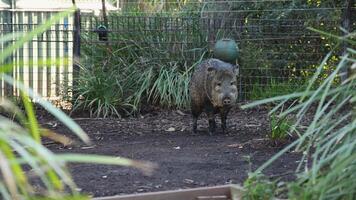 Peccary exploring its enclosure at the zoo video