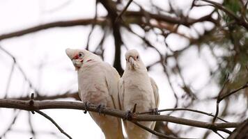 Two long-billed corellas perched on a branch in Geelong, Australia. Natural lighting highlights their interaction against a backdrop of branches video