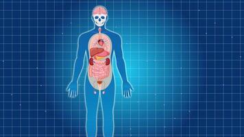 Anatomical animation zooms into the human heart, illustrating its position and structure with clear, educational visuals video