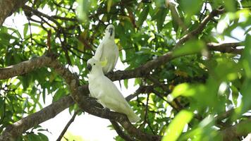 Two cockatoos socializing on a tree branch video