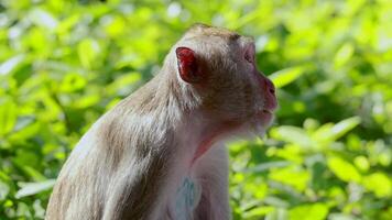 A monkey looks around in a lush environment video