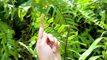A hand points to a cicada shell amidst vibrant green foliage, highlighting nature's delicate details video