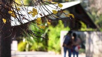 Couple walking under tree branches at Melbourne Zoo video