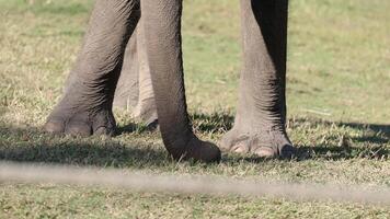 Elephants using trunks to communicate and interact video