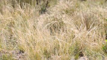 Dry grass swaying gently in the breeze video
