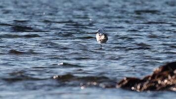 A seagull standing in shallow ocean water video