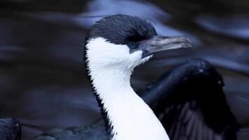 Black-faced cormorant with wings spread in water video