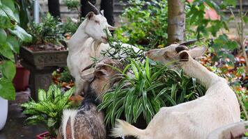 Goat eating plants in a home garden setting. video