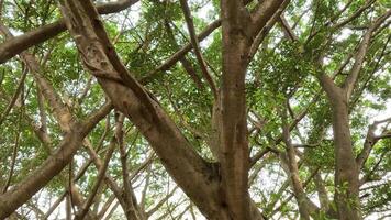 Progression of tree canopy growth and spread video