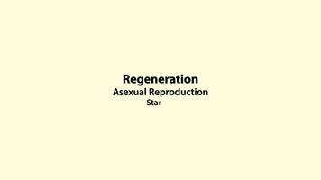 Starfish regenerating through asexual reproduction process video