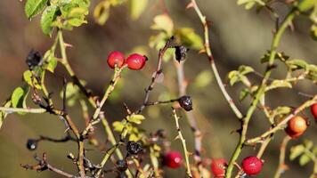 Rosehip branches with red and black berries sway gently in natural light, set against a blurred background video