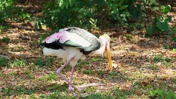 Painted stork foraging and preening in Chonburi video
