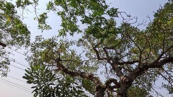 Progression of tree foliage over time video