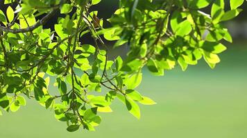 Vibrant green leaves gently sway in the sunlight, creating a serene and natural atmosphere on the Gold Coast video