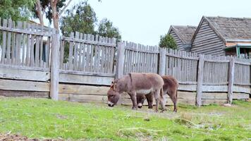 Two donkeys peacefully grazing in a paddock video