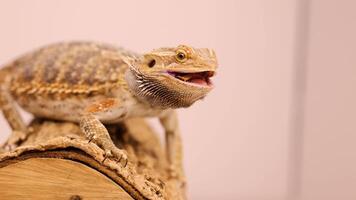 A bearded dragon consumes a superworm on a wooden perch under soft lighting in a controlled environment video