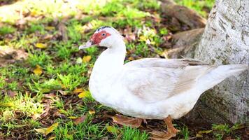 A Muscovy duck leisurely walks on grass near a tree in bright daylight at Byron Bay, Australia video