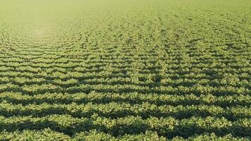 Drone captures expansive strawberry fields in sunlight video