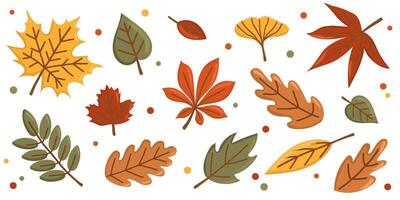 Set of colorful autumn leaves. Flat illustration with maple, oak, birch, chestnut leaves. Seasonal autumn design elements isolated on white background. Horizontal botanical banner. vector