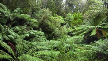 Dense greenery along Maits Rest Rainforest Trail video