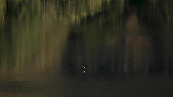 A bird gracefully flies over Lake Moke in Queenstown, New Zealand, with serene reflections and soft lighting creating a tranquil scene video