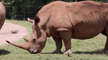 Two rhinos in a natural habitat, grazing and interacting video
