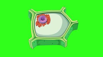 Animation illustrating plant cell structure, highlighting cytoplasm and cell membrane with vibrant colors and smooth transitions video