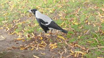 A magpie walking on grass and leaves video