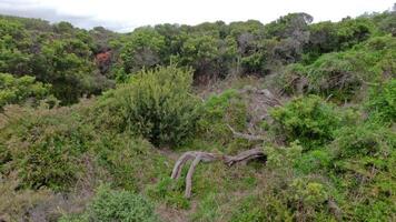 Slow pan of coastal tea tree scenery video