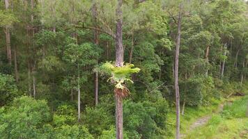 Staghorn fern growing on tree trunk in forest video