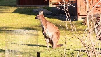 Kangaroo exploring its enclosure at Melbourne Zoo video