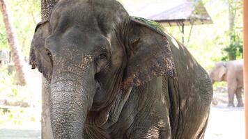 Elephant interacting in a zoo environment video
