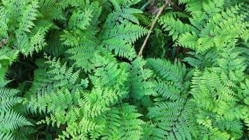 Aerial view of vibrant green ferns creating a dense, textured pattern in natural light video
