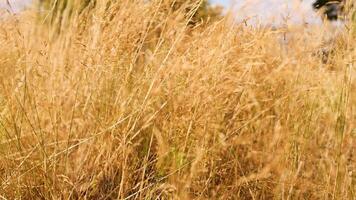 Tall grass moving in the wind video