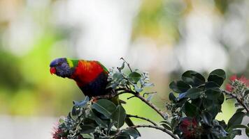 A rainbow lorikeet interacts with colorful flowers in a lush, sunlit environment, showcasing its vivid plumage and natural behavior video