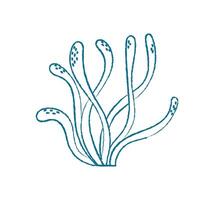 Underwater seaweed doodle. Aquatic plant illustration. Marine flora, flat style, perfect for summer themes and undersea projects. Ideal for posters, flyers, and educational materials. vector