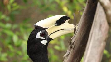 Hornbill interacting with environment, possibly feeding. video