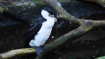 A cormorant perched on a branch near water video