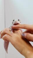 A leopard gecko calmly rests on a hand, receiving gentle strokes in a well-lit environment video