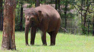 Elephant interacts with tree in grassy enclosure video