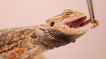 A bearded dragon captures and eats a superworm in a brightly lit, close-up setting video