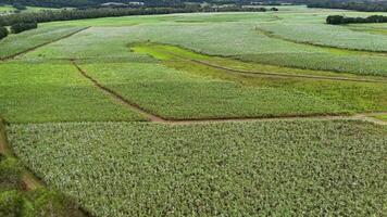 Drone footage captures expansive sugarcane fields under soft daylight in Port Douglas, showcasing the region's lush, rural landscape video